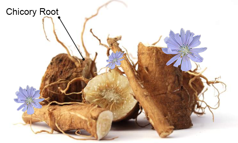 chicory-root-benefits