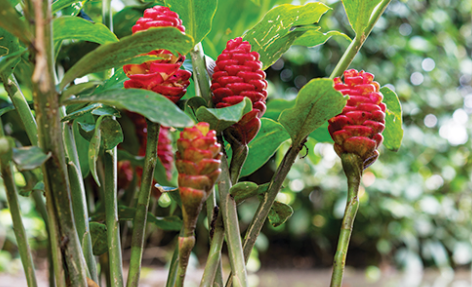 Growing-and-Caring-for-Shampoo-Ginger-Lily