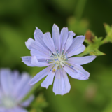 chicory-benefits