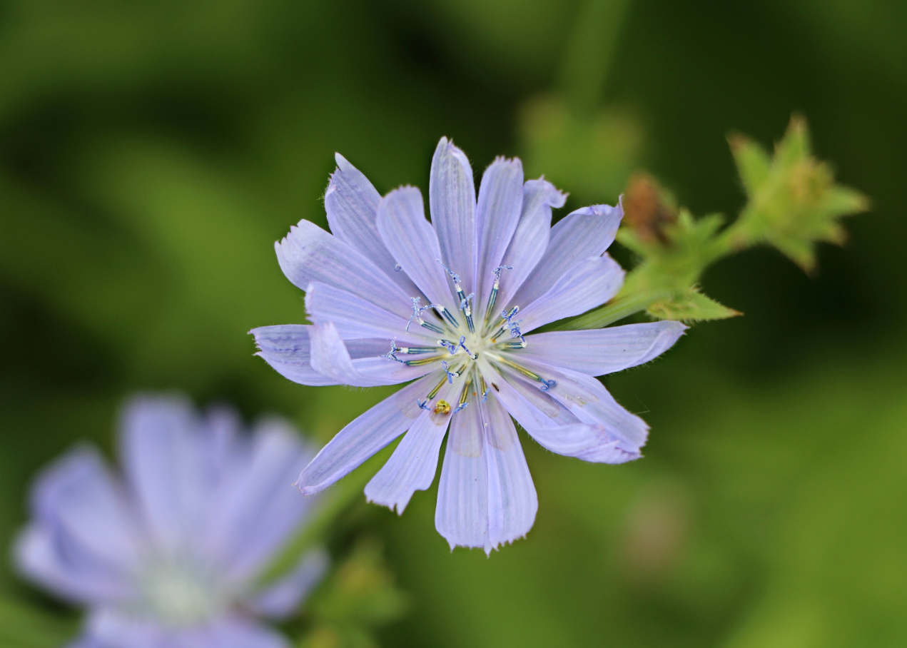 chicory-benefits